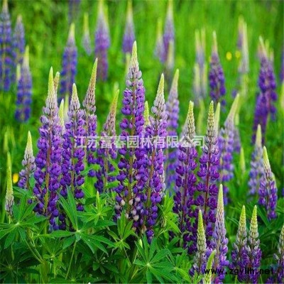 嫁接臘梅花蠟梅樹 庭院觀賞臘梅小苗園林小區綠化苗木圓柱形