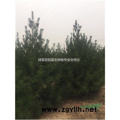 連翹苗產(chǎn)地批發(fā)1年2年3年藥用連翹苗價格-連翹苗