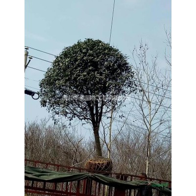 梅花價格，臘梅價格，紅梅價格，綠梅價格榆葉梅價格，珍珠梅價格