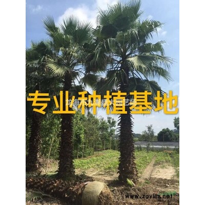 大小規(guī)格杜鵑樁（映山紅）基地