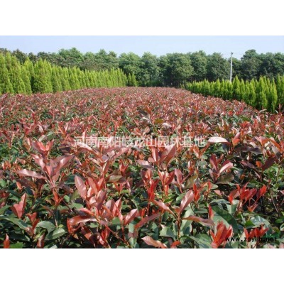 優(yōu)質(zhì)特價(jià)1-1.5米杜仲小苗0.4元 河南杜仲小苗 南陽(yáng)杜仲小苗產(chǎn)地直銷