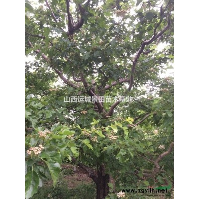 連翹苗用途·藥用連翹苗，造林連翹苗，防沙固土造林連翹苗