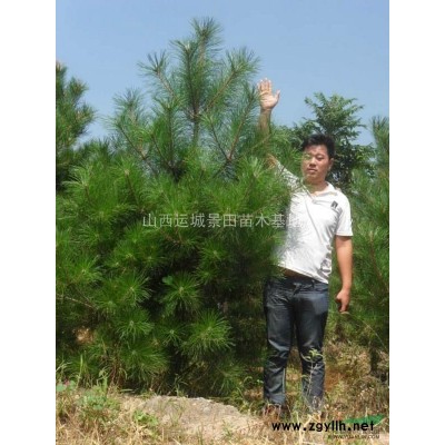 連翹基地·山西連翹苗種植基地·運(yùn)城連翹苗產(chǎn)地價(jià)格