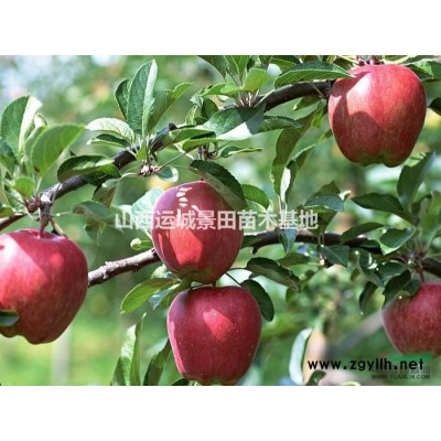 山西連翹樹·山西叢生連翹樹圖片價(jià)格·連翹產(chǎn)地山西地區(qū)連翹球