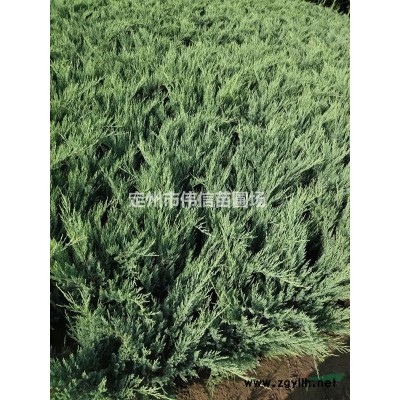 紅瑞木 保定紅瑞木基地  紅瑞木價格 河北紅瑞木 紅瑞木直銷