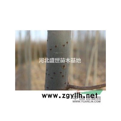 河北*專業的紅瑞木種植基地