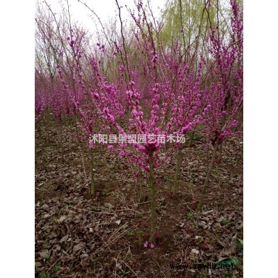 江蘇1米高連翹苗什么價(jià)格？