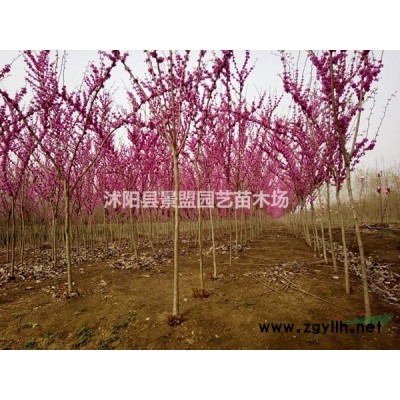連翹1米高價(jià)格哪家比較低？