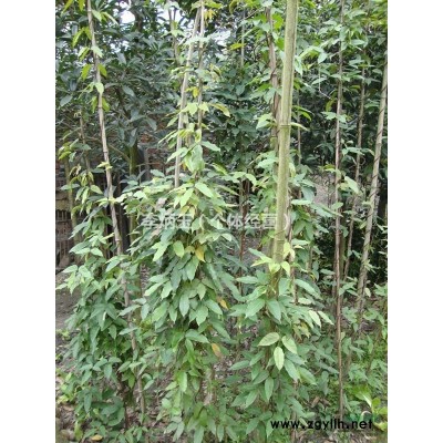 成都茶梅小苗基地批發 茶梅小苗價美物優 茶梅小苗30公分價格