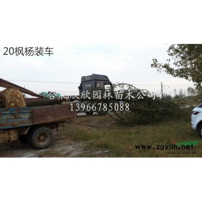 安徽肥西供應高度80-200公分冠幅50-200公分花石榴樹