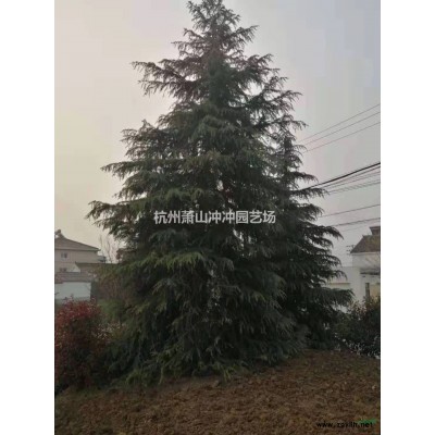 供應精品花石榴 蓬型1.5米-3米