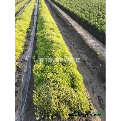 浙江金葉連翹小杯苗哪里好 杭州金葉連翹小杯苗哪家便宜