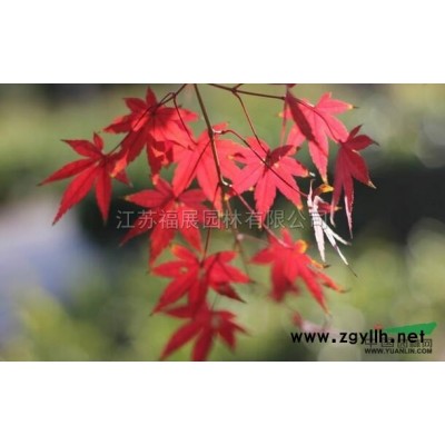 江蘇紅瑞木2