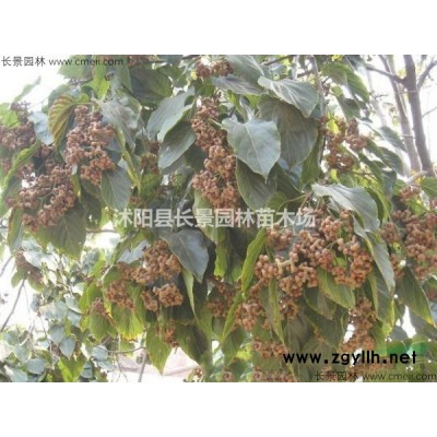 紅瑞木*新價格