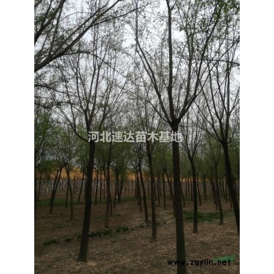 丁香花，叢生丁香，嫁接矮冠丁香