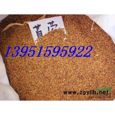 現貨供應多種規格的迎春，連翹，紅瑞木，棣棠，木槿等花灌木