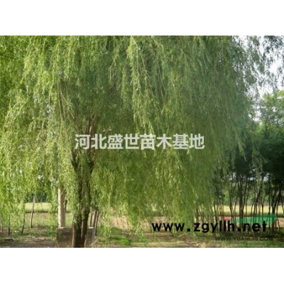 河北專業的紅瑞木種植基地