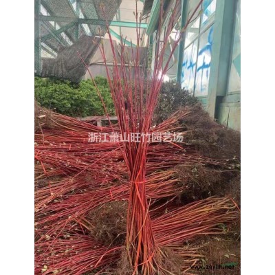 茶梅毛球基地直供 茶梅小苗批發供應 茶梅毛球價格便宜