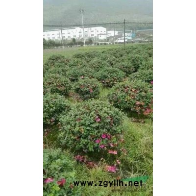 浙江寧波阿杰苗圃茶梅球價(jià)格優(yōu)惠