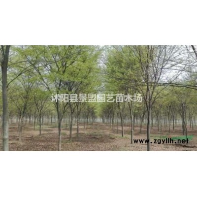 河北連翹苗報價？