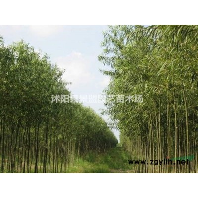 連翹與金種花有什么區(qū)別？