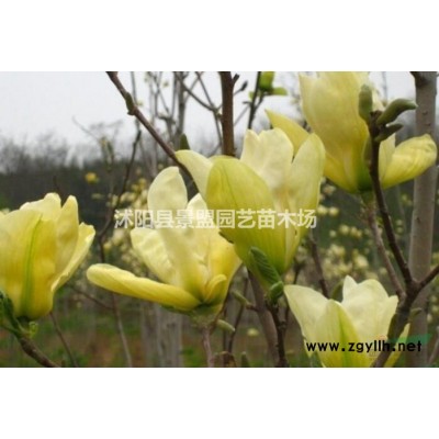 連翹苗什么時(shí)候移栽好？