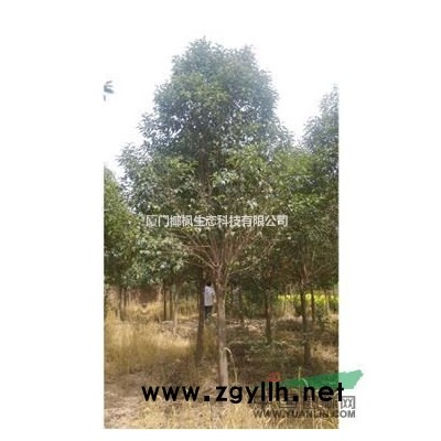 茶梅供應 茶梅價格 茶梅報價 茶梅行情 茶梅信息 茶梅動態(tài)