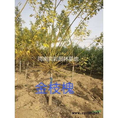 花石榴 批發