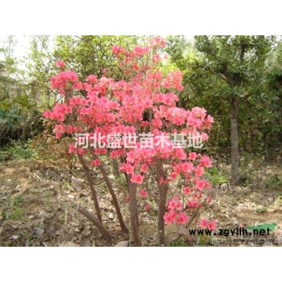 黃櫨種植基地 專業(yè)種植優(yōu)質(zhì)的黃櫨