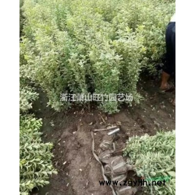花境植物 紫穗狼尾草加侖盆苗/大小杯苗/袋苗/大桶苗 基地直供