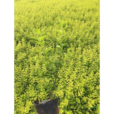連翹 花葉連翹 金葉連翹 連翹價格 花葉連翹批發(fā)
