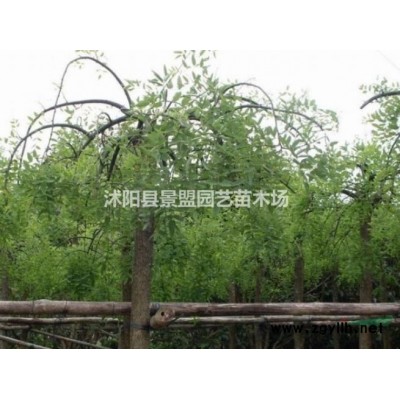 紅瑞木幾月份種植？