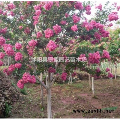 種植紅瑞木苗一畝地用多少斤種子？紅瑞木種子哪里多？