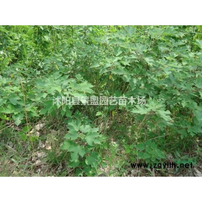 紅瑞木種子播種時間幾月*佳？紅瑞木種子每畝地用多少斤？