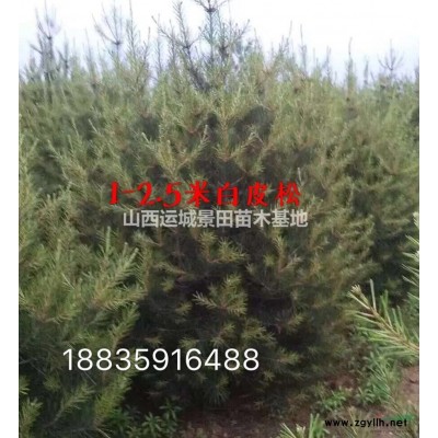 哪里有連翹苗，藥用連翹苗，連翹種植基地種植主要合作社