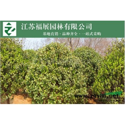 批發(fā)紅瑞木 基地直銷 綠籬工程苗 叢生