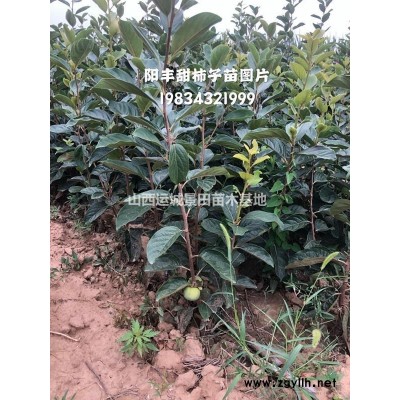 哪里有連翹苗？藥用連翹苗種植基地，一畝地栽種多少株？