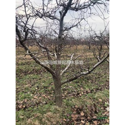 供應(yīng)山西運(yùn)城連翹苗、營養(yǎng)杯連翹苗、三分枝連翹苗價(jià)格