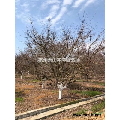 供應精品 金葉假連翹毛球、色塊
