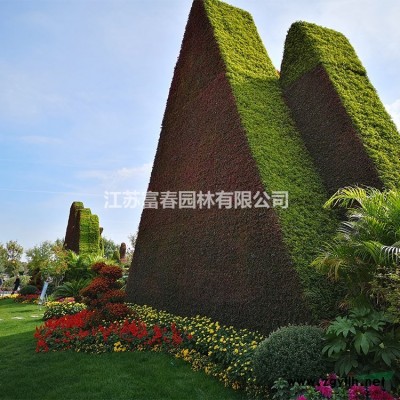 苗圃基地新品種 垂枝丁香 園林風景樹 垂枝丁香小苗 庭院觀賞樹苗 根系好易成活