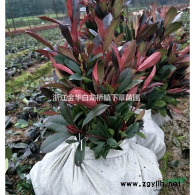 浙江茶梅大杯苗基地,金華茶梅價(jià)格產(chǎn)地批發(fā)價(jià)色塊苗工程苗容器苗
