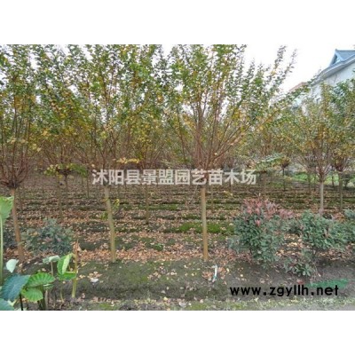 黃連翹產地在哪里？