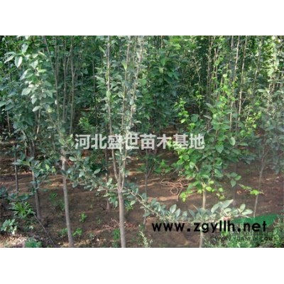 河北*好的連翹供應(yīng)商 連翹種植基地