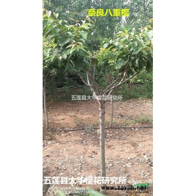 山東地區(qū)供應(yīng)飛寒櫻小苗
