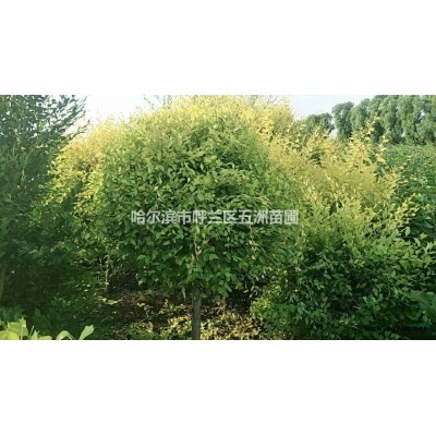 黑龍江哈爾濱苗木基地苗圃出售工程苗；金葉榆球，樹(shù)桿粗3-4公分，接點(diǎn)80-1米，球直徑80-1米