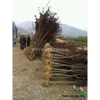 大量精品碧桃