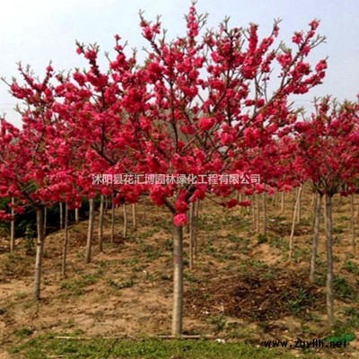 灑金柏基地大量現(xiàn)貨批發(fā)，價格實惠，基地直銷