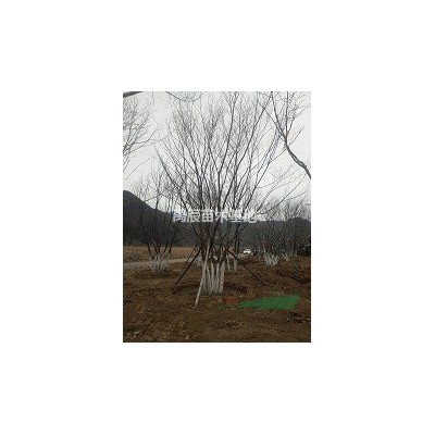 樟子松，河北樟子松，樟子松基地，樟子松價格