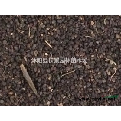 紫葉草種苗批發價格？