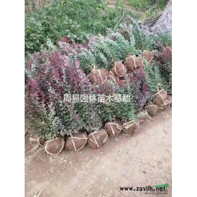 供應紫葉碧桃，碧桃，紫葉桃